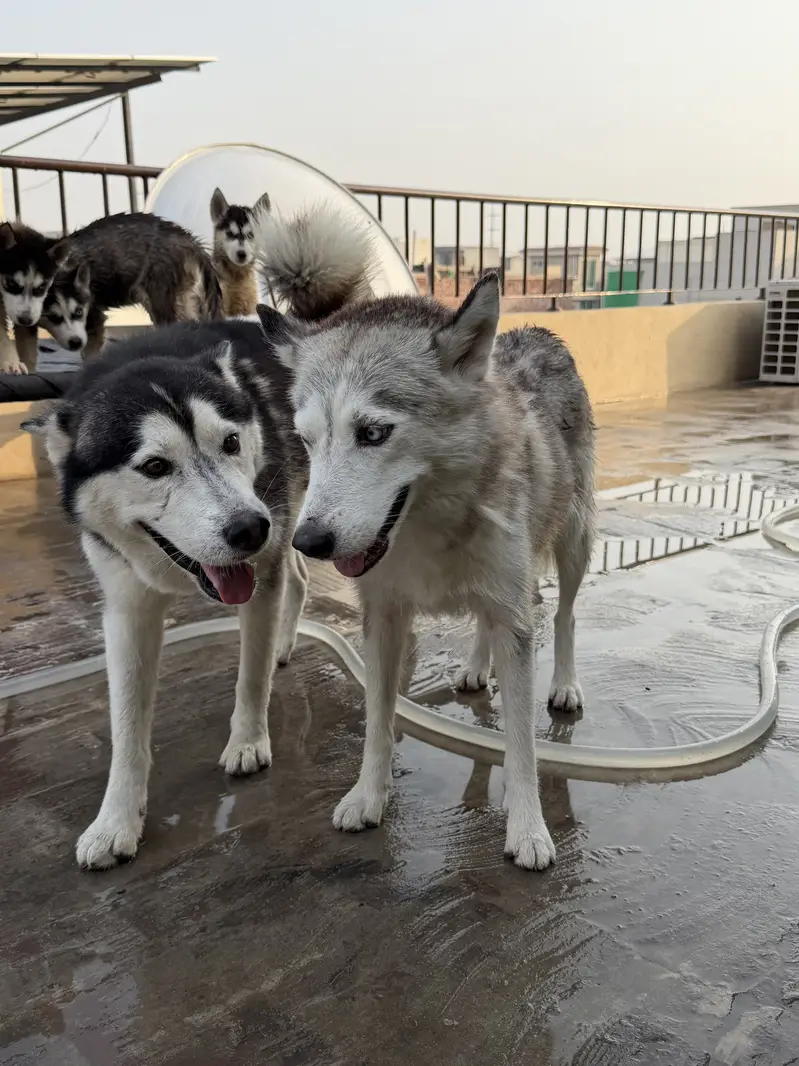 Maya and Oggy up for adoption — photo 6