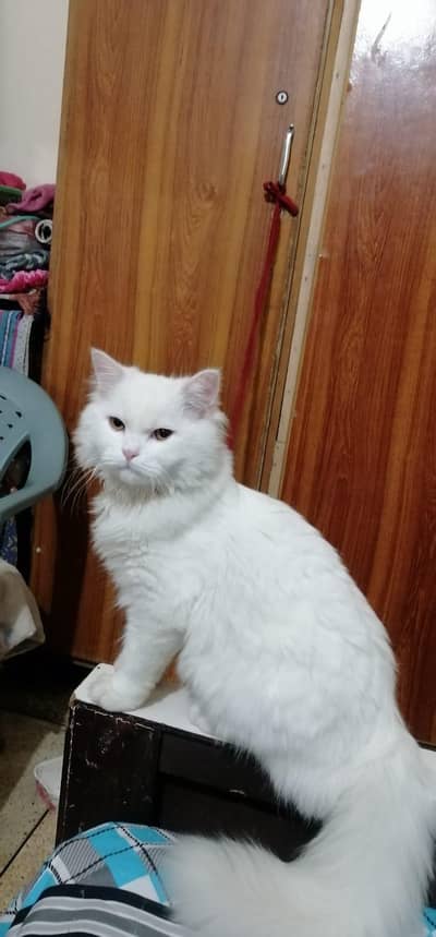 parsion cats