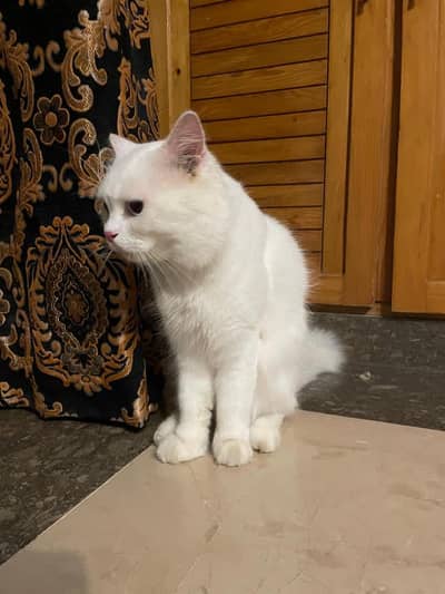 Doll face cat trim huyi wi hy fresh active and healthy litter train