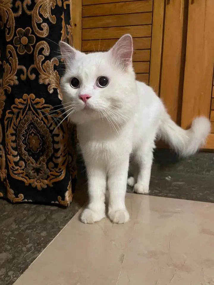 Doll face cat trim huyi wi hy fresh active and healthy litter train — photo 2