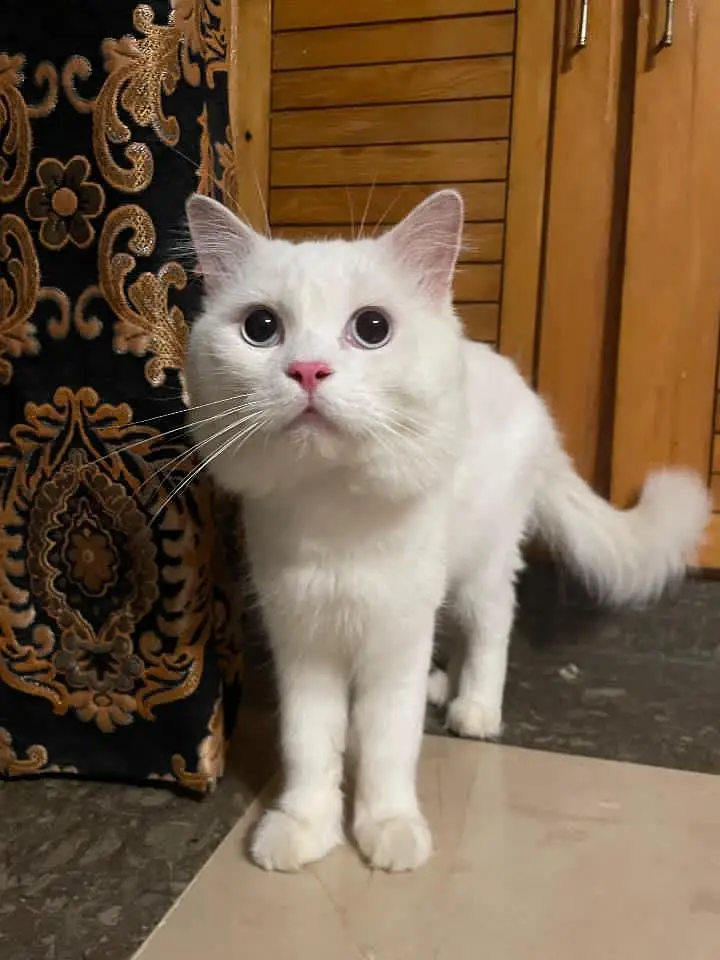 Doll face cat trim huyi wi hy fresh active and healthy litter train — photo 3