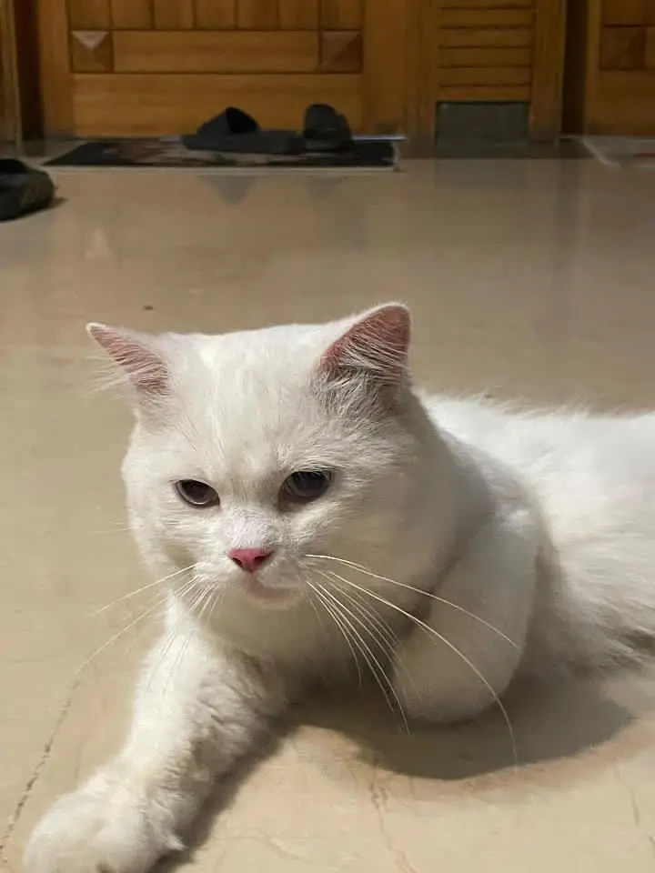 Doll face cat trim huyi wi hy fresh active and healthy litter train — photo 4