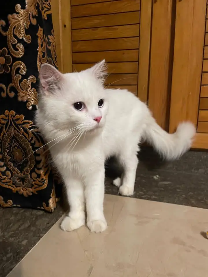 Doll face cat trim huyi wi hy fresh active and healthy litter train — photo 5