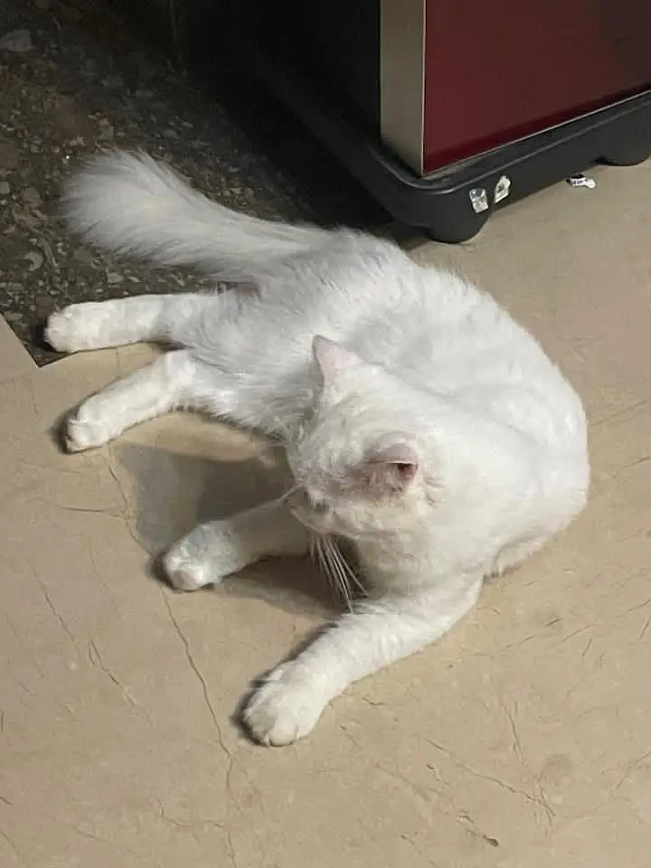 Doll face cat trim huyi wi hy fresh active and healthy litter train — photo 6