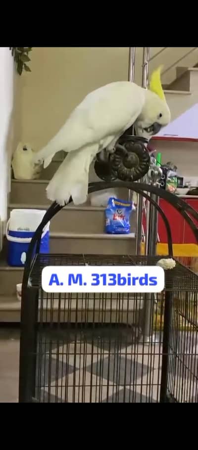 cockatoo