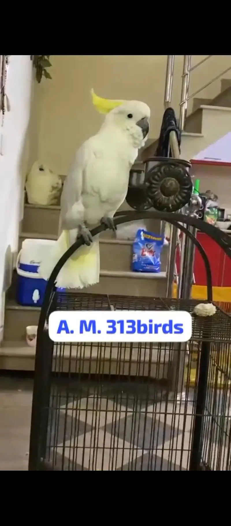 cockatoo — photo 2