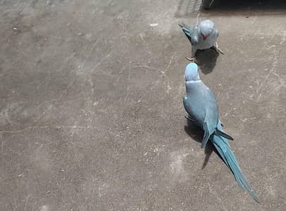 blue ringneck