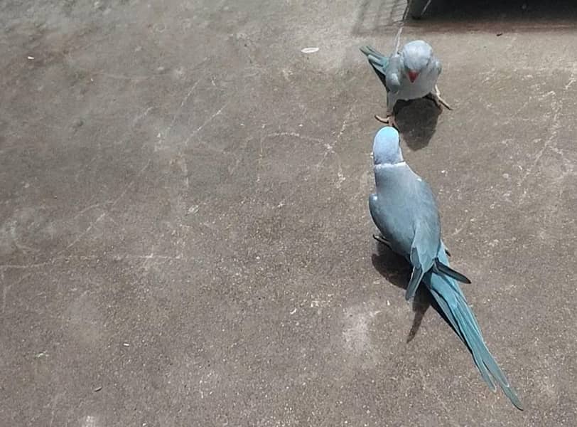 blue ringneck 0