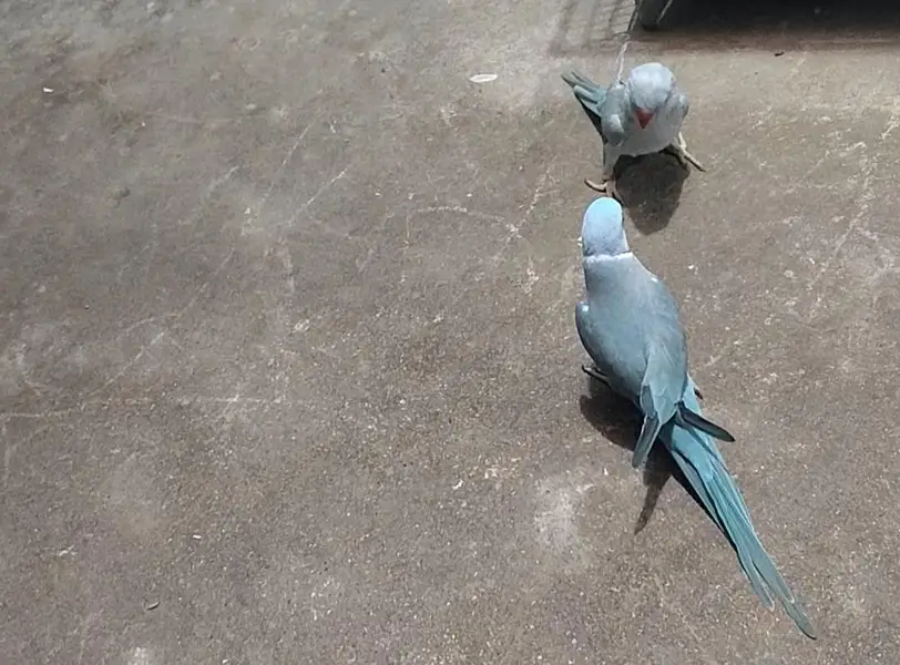 blue ringneck