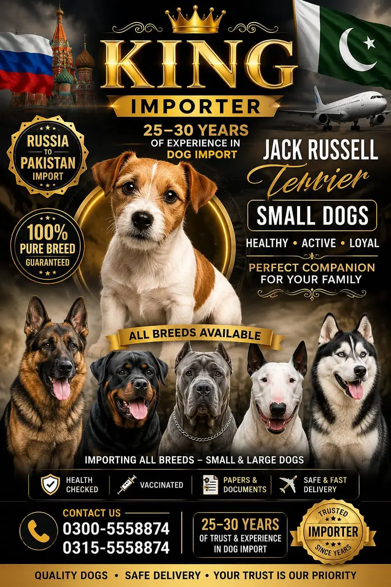 ALL DOGS IMPORTER