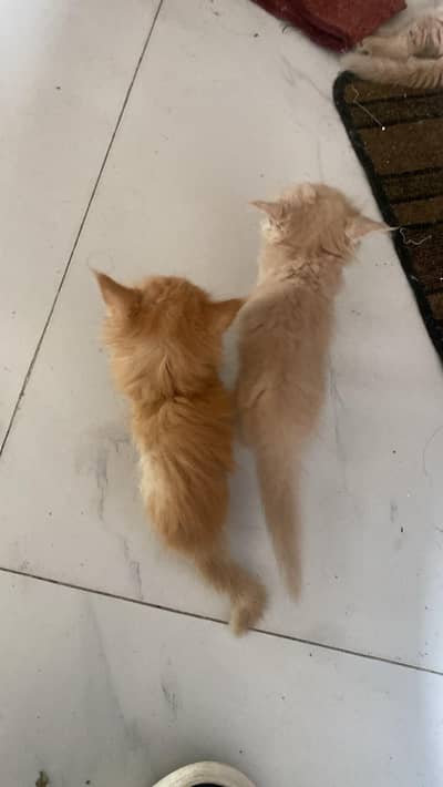 kitten for sale