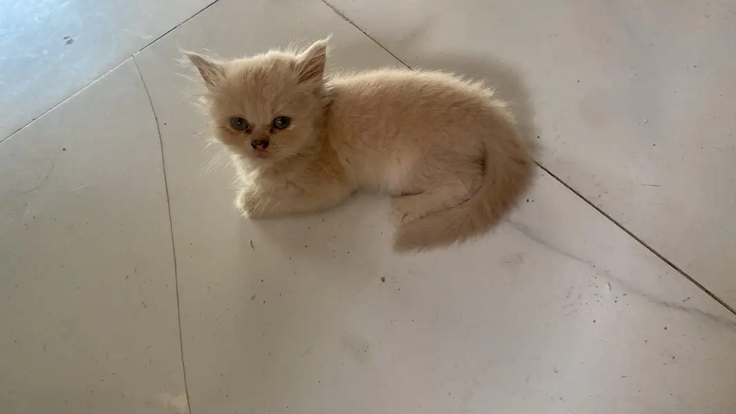 kitten for sale — photo 2