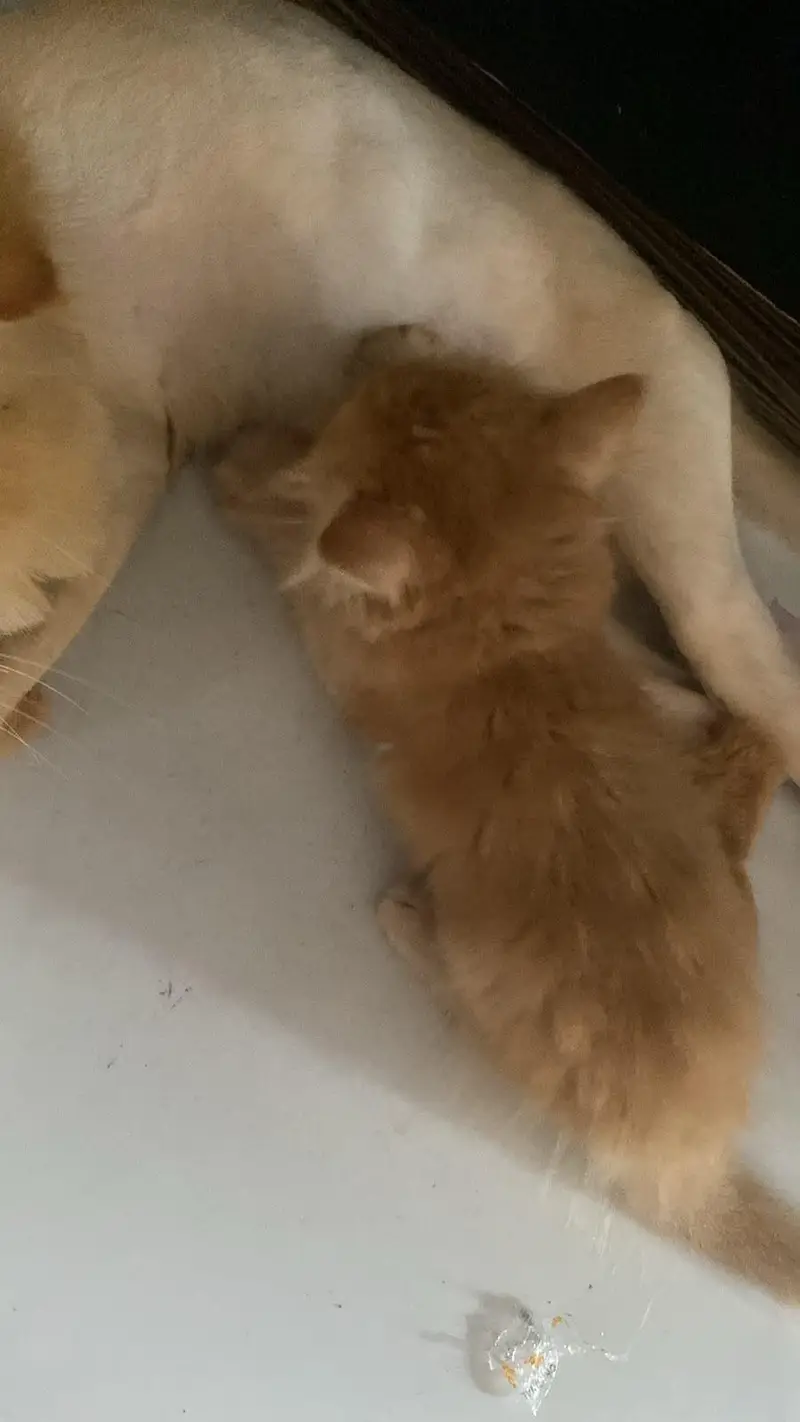 kitten for sale — photo 3
