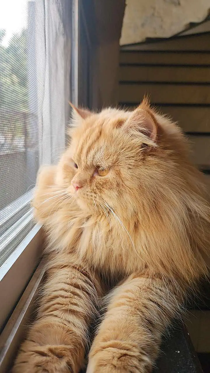 cat for sale