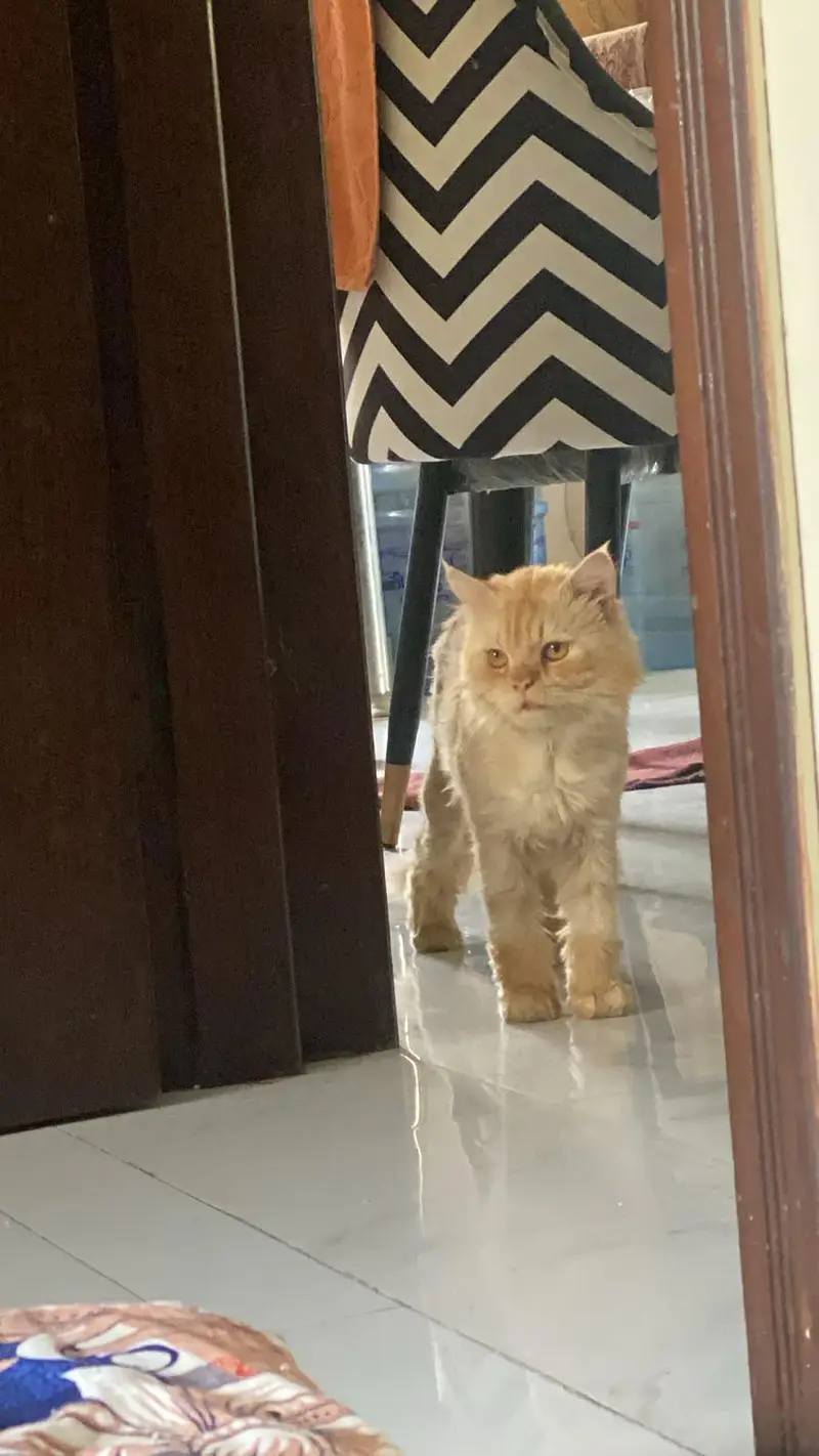 cat for sale — photo 2