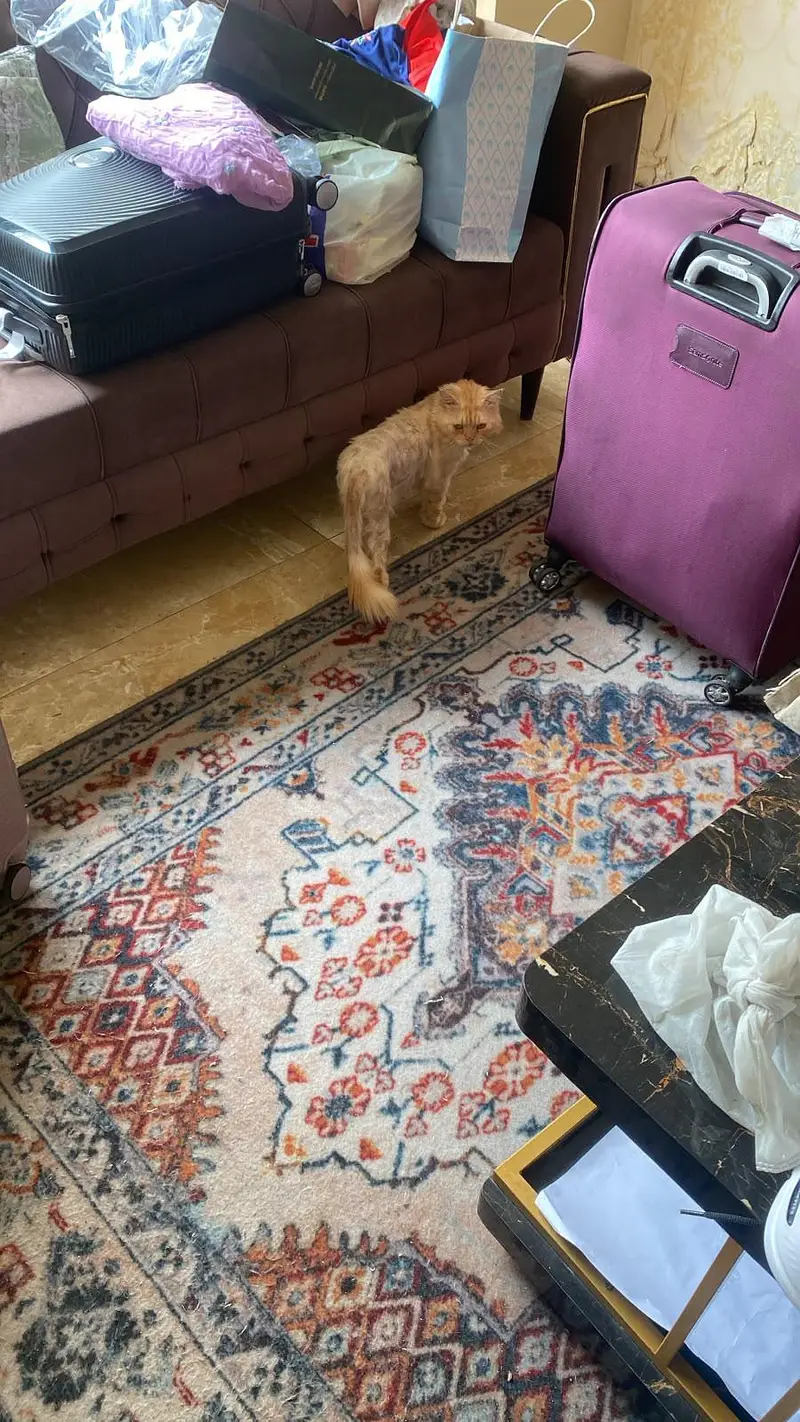 cat for sale — photo 3