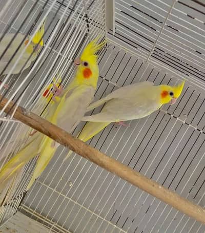 budgies / cocktails / conures / pair and chicks