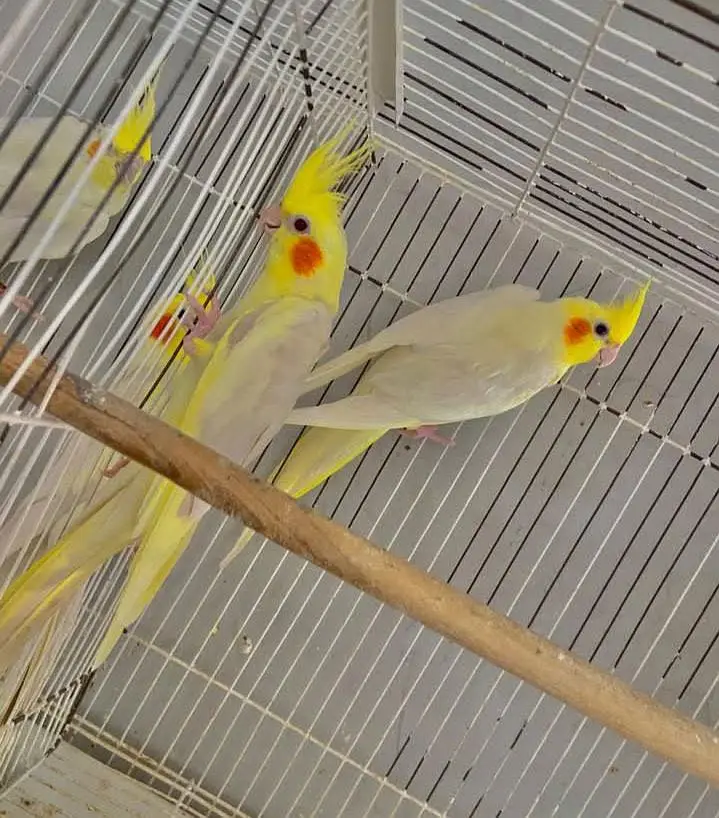 budgies / cocktails / conures / pair and chicks