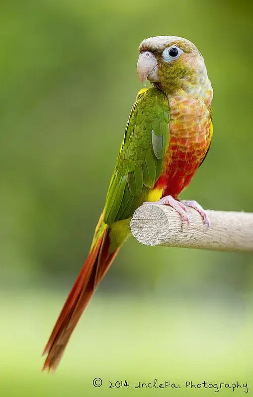 budgies / cocktails / conures / pair and chicks — photo 2