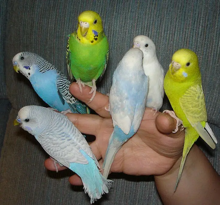 budgies / cocktails / conures / pair and chicks — photo 5