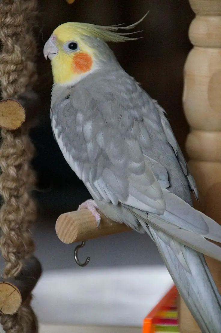 budgies / cocktails / conures / pair and chicks — photo 6
