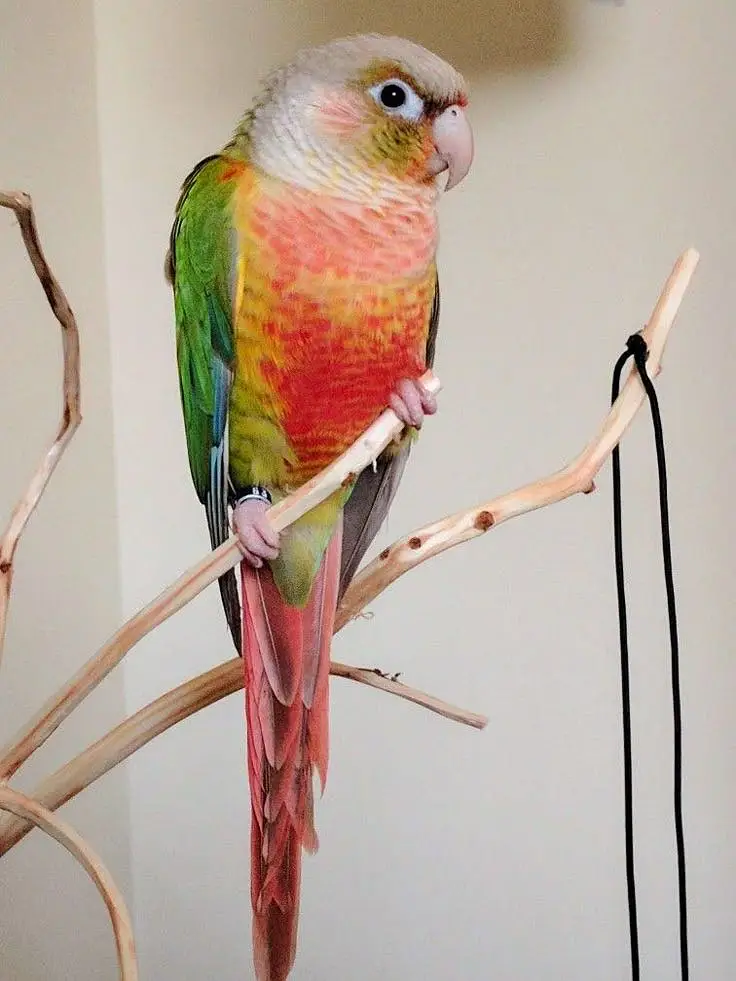 budgies / cocktails / conures / pair and chicks — photo 7