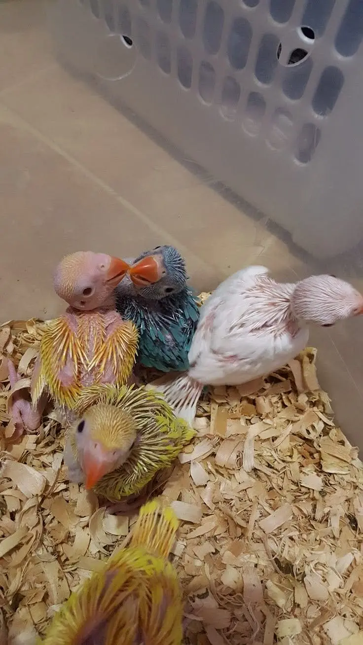 budgies / cocktails / conures / pair and chicks — photo 8