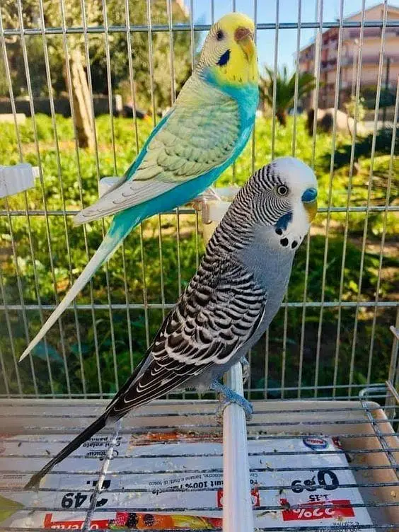budgies / cocktails / conures / pair and chicks — photo 9