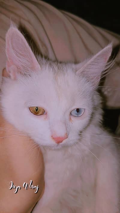 Persian cat 5 month old very beautiful fluffy little train
