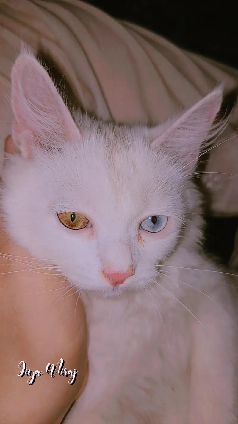 Persian cat 5 month old very beautiful fluffy little train
