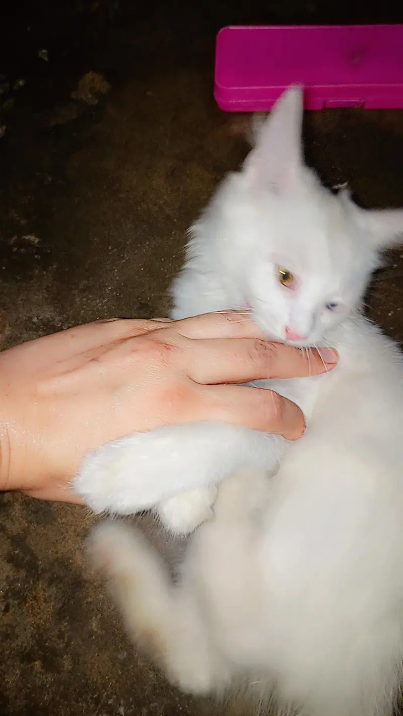 Persian cat 5 month old very beautiful fluffy little train — photo 2