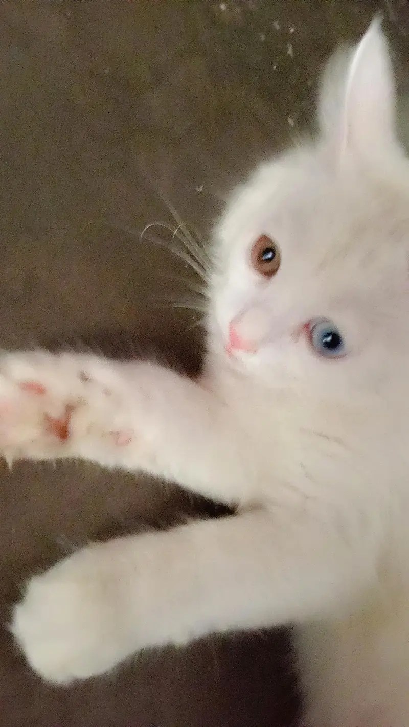 Persian cat 5 month old very beautiful fluffy little train — photo 3