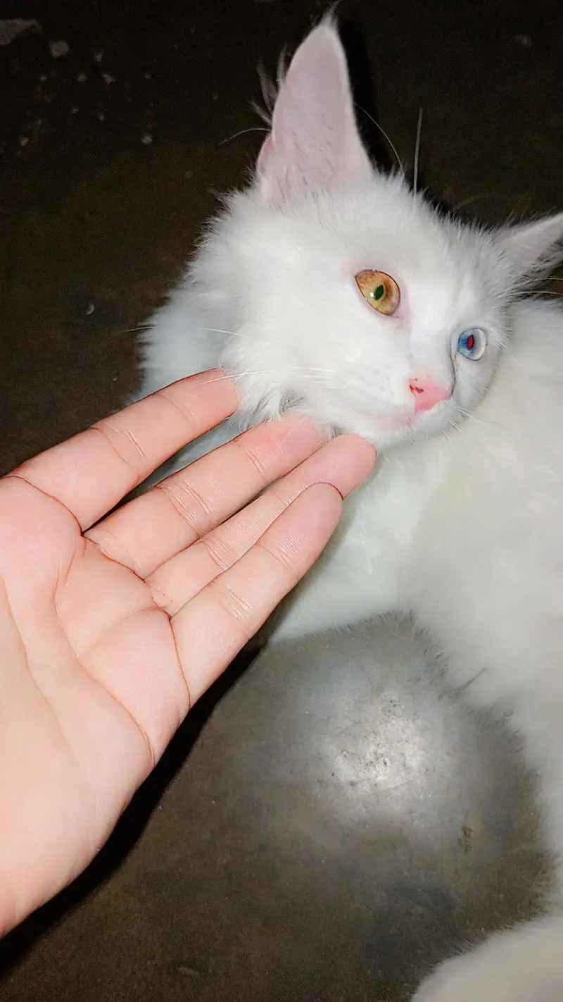 Persian cat 5 month old very beautiful fluffy little train — photo 4