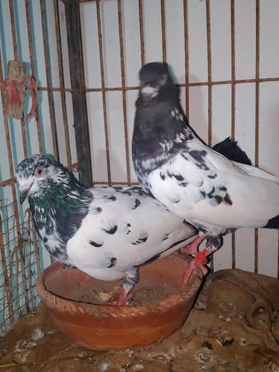 rampuri piar available for sell