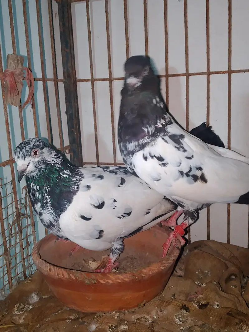 rampuri piar available for sell