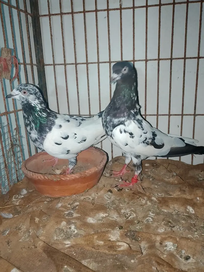 rampuri piar available for sell — photo 2