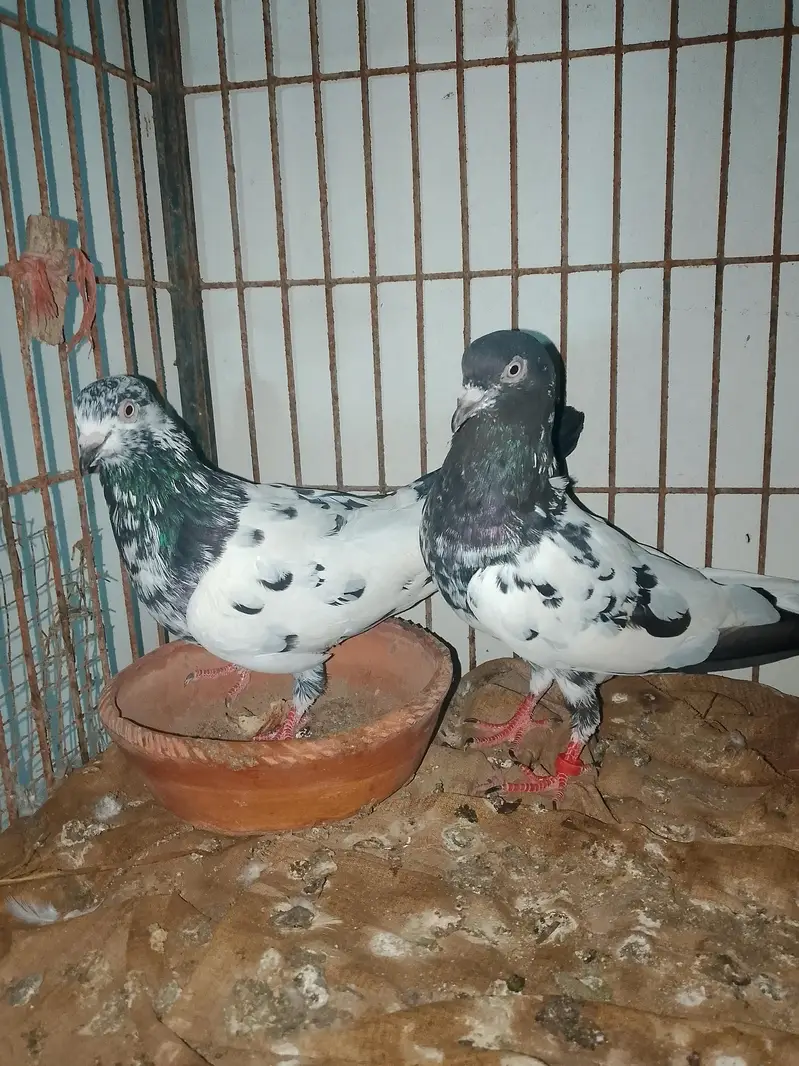rampuri piar available for sell — photo 3