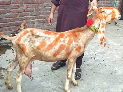 Bakri 6 dant