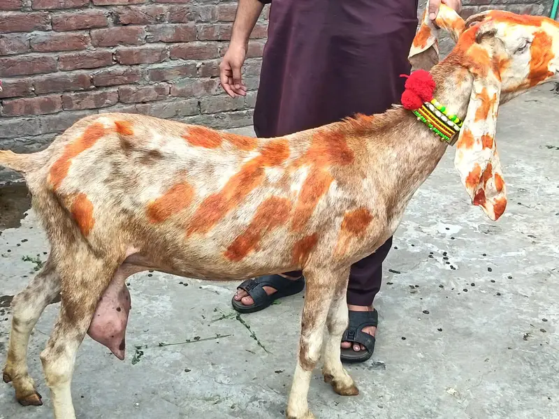 Bakri 6 dant — photo 2