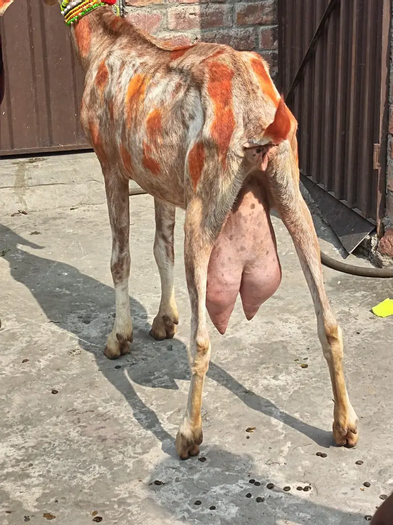 Bakri 6 dant — photo 3
