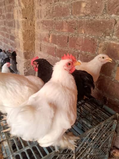 Male Bantam