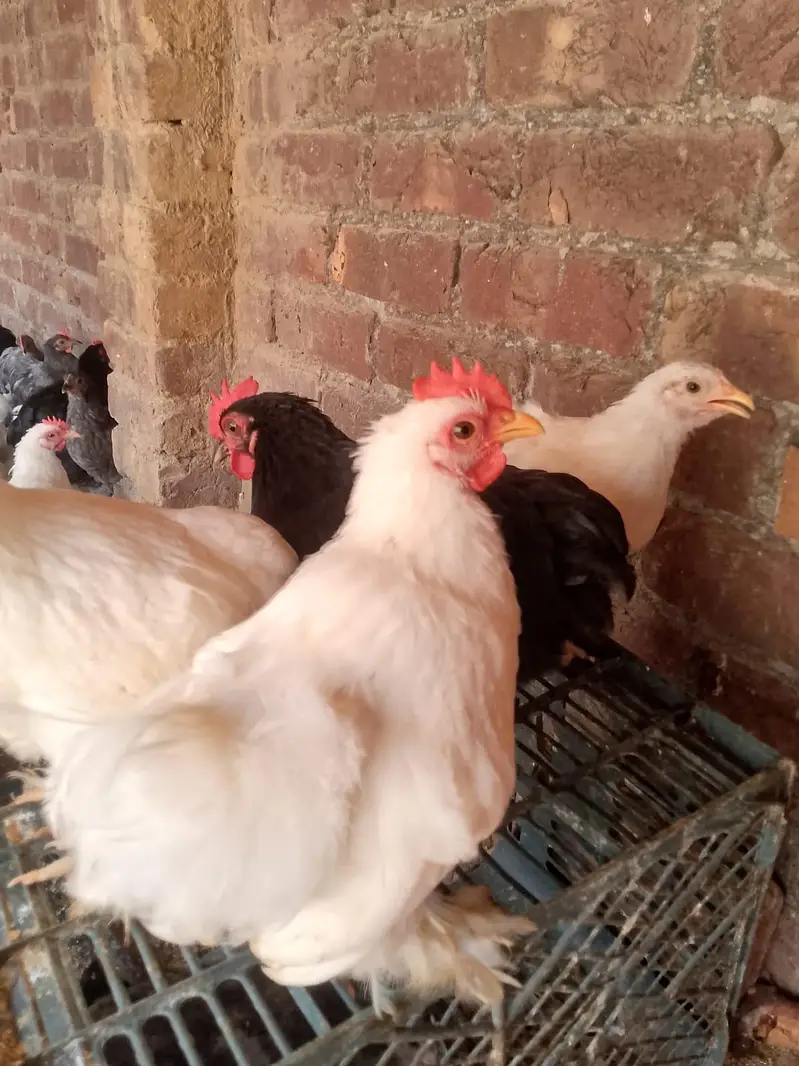 Male Bantam