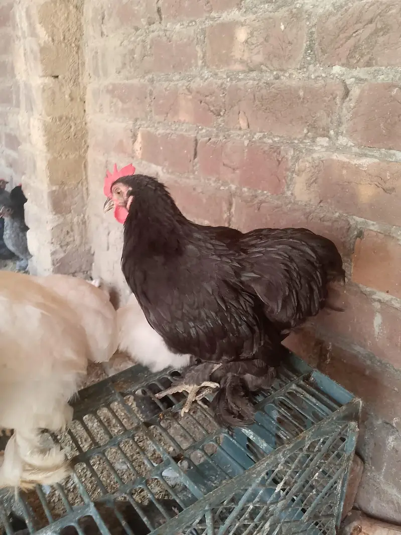 Male Bantam — photo 3