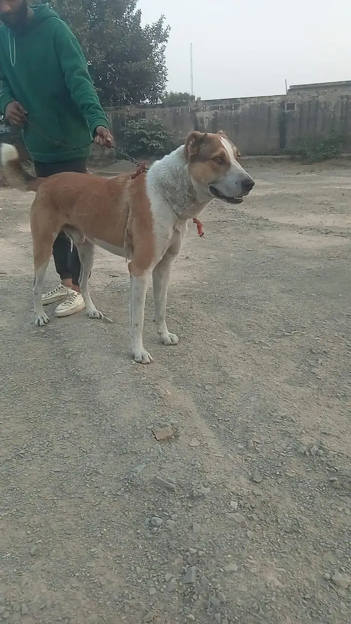 Afghani kuchi