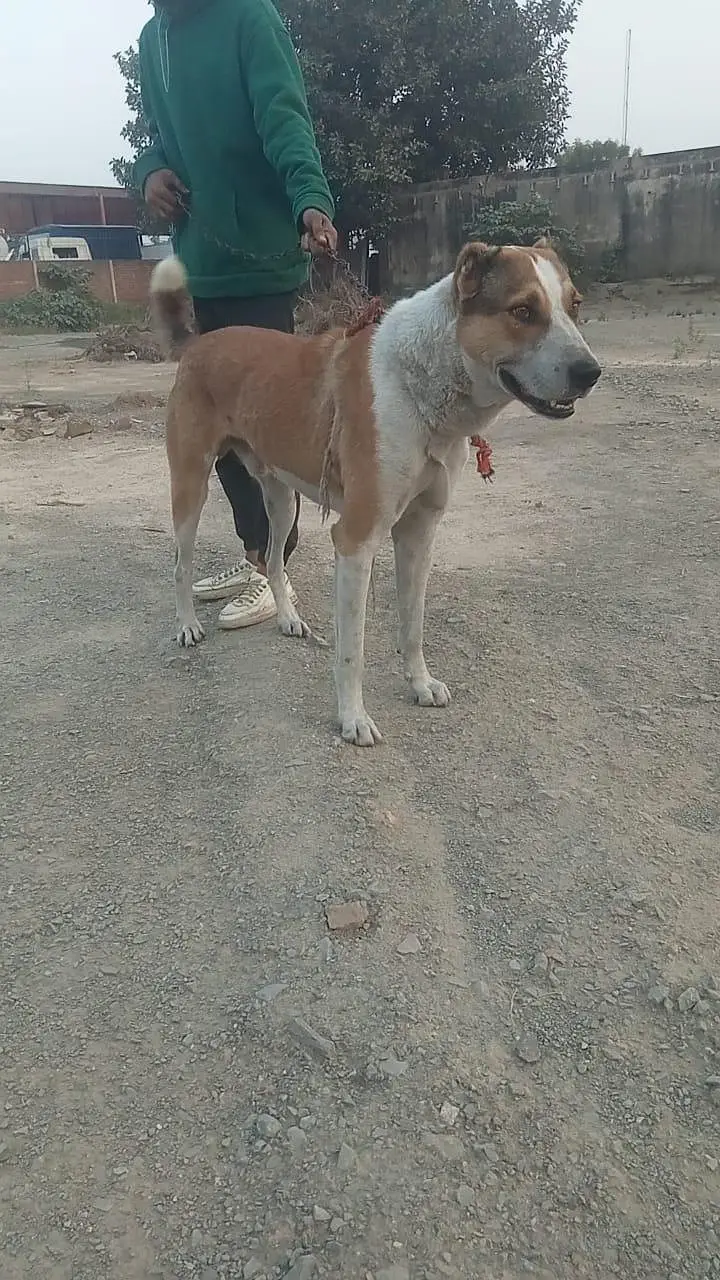 Afghani kuchi — photo 2