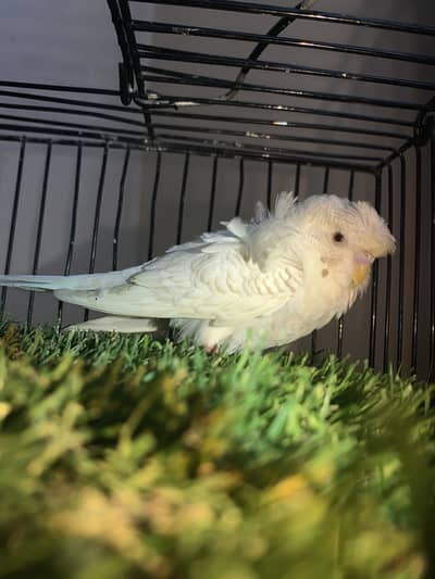 Dubble Flower hogo Fellow red eyes male REAR