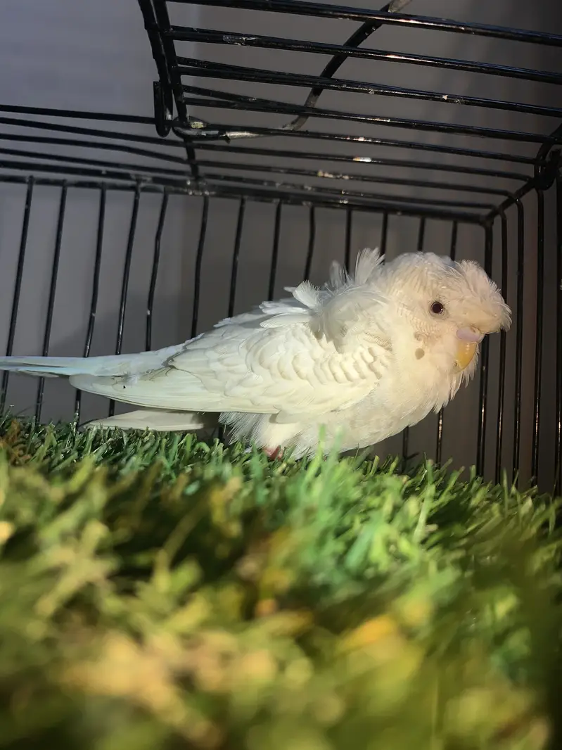Dubble Flower hogo Fellow red eyes male REAR