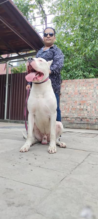 dogo argentino