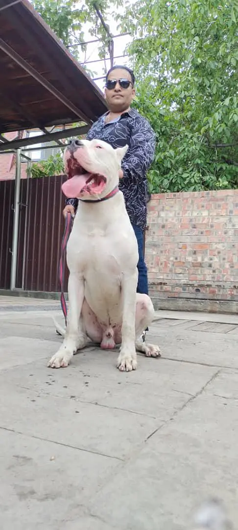 dogo argentino
