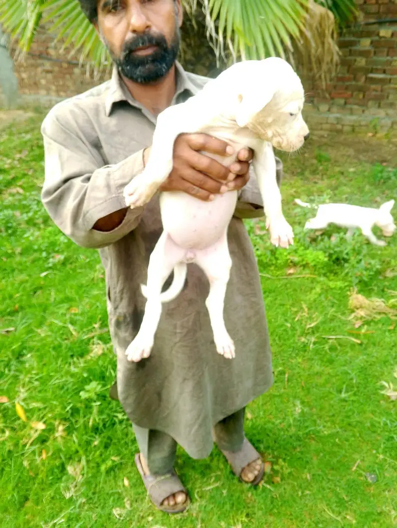 dogo argentino — photo 3